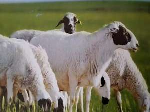 内蒙古锡林郭勒盟正在加强白旗七项措施，全面推进察哈尔羊产业发展