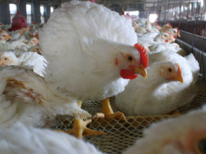 转型升级中的中国肉鸡产业发展之路——未来可期待817肉鸡