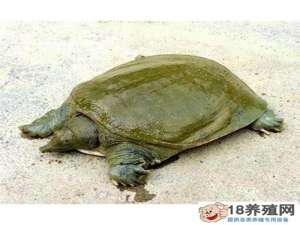 乌龟和乌龟有什么区别？乌龟吃什么长得快？
_水产养殖(养甲鱼的技巧)