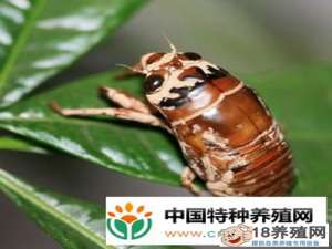 果园金蝉繁殖新技术
_昆虫养殖(养金蝉的技巧)