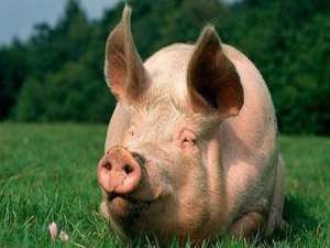 统计局:6月下旬，23种生产资料价格上涨，生猪上涨5.3%