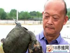 姚志刚养龟翻身，一年卖龟1000万元
_水产养殖(养甲鱼的技巧)