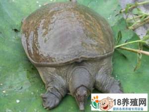 “95后”张华华看到海龟的美好前景，回到家乡养殖中国海龟发家致富
_水产养殖(养甲鱼的技巧)