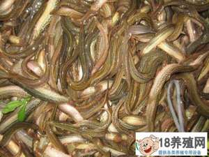 创富新发现:台湾泥鳅冬季上市“火爆”，每斤售价18元！
_水产养殖(养泥鳅的技巧)