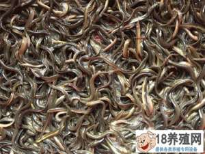 华北泥鳅生态养殖技术
_水产养殖(养泥鳅的技巧)