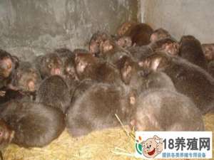 汉中的“鼠王”肖子红，靠着300多只竹鼠走上了创业致富的道路
_动物养殖(养竹鼠的技巧)