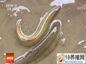 泥鳅与台湾泥鳅杂交育种的秘诀
_水产养殖(养泥鳅的技巧)