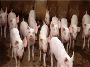 规模化猪场疾病的预防与控制