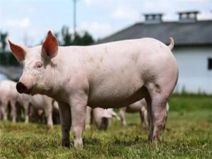 第三季度，生猪规模可能反弹。国内豆粕触底反弹