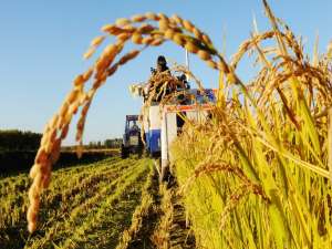 粮食安全无忧玉米长期看涨
