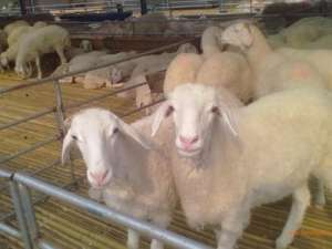繁殖性能强的羊有哪些？如何提高绵羊的繁殖性能？