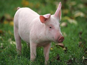 黑龙江齐齐哈尔的800头猪将投放市场