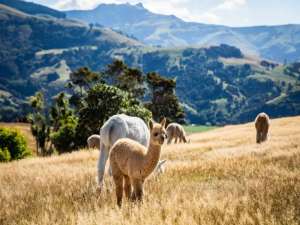 养羊驼靠什么赚钱？羊驼的养殖方向有哪些？