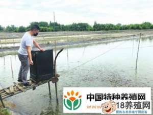 年轻人隔岸养殖台湾省鳗泥鳅，一亩一季纯利润一万多元！
_水产养殖(养泥鳅的技巧)
