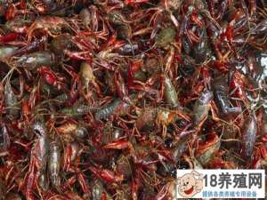 5-6月，小龙虾集中市场价格下降。养虾人如何保持收入？
_水产养殖(养河虾的技巧)