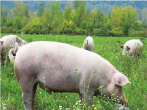 大部分地区生猪价格跌破北方生猪价格30元，小幅反弹
