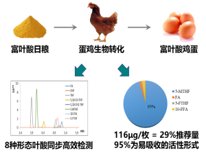 高品质功能性动物产品创新团队成功开发出富含叶酸的鸡蛋及其质量控制技术