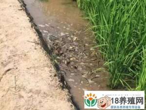 南方稻田泥鳅生态养殖技术
_水产养殖(养泥鳅的技巧)