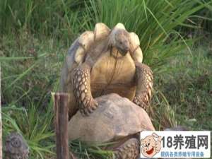 苏卡达陆龟啃鱼刺，吃发臭的水果
_水产养殖(养乌龟的技巧)