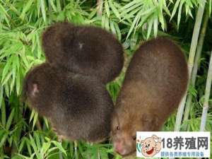 竹鼠、麝鼠、松鼠是繁殖老鼠的生命力
_动物养殖(养竹鼠的技巧)