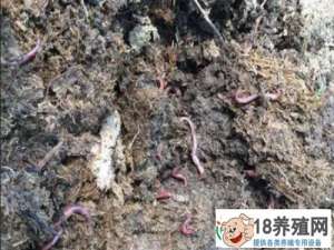 在菜地养殖蚯蚓对改良土壤有很好的效果
_昆虫养殖(养蚯蚓的技巧)