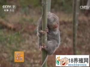 生活在外国建筑里的竹鼠湖南郴州杨明华有一个饲养竹鼠的好方法
_动物养殖(养竹鼠的技巧)