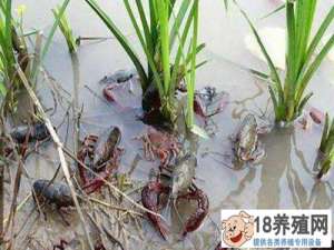 虾稻共作模式拓宽了致富路，每亩产值5000元
_水产养殖(养河虾的技巧)
