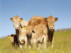 肉牛太瘦怎么办？肉牛消瘦的原因及预防方法探讨