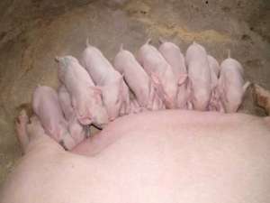 养猪户必须了解的母猪繁殖十大要点