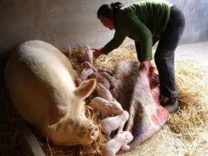 六大措施可以促进母猪生育。养猪的知道自己是什么吗？