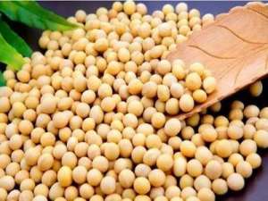 黑龙江商品大豆未来可能会出现稳步下滑