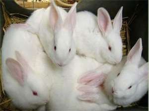 重庆渝北:打造重庆肉兔标准化养殖一流示范基地