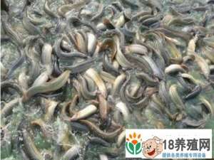 来安县王涛300亩池塘养泥鳅一年纯收入67万元
_水产养殖(养泥鳅的技巧)