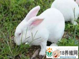 肉兔和宠物兔有什么具体的区别
_动物养殖(养兔子的技巧)