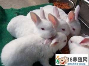 兔子喜欢人们的10种表演。你看怪不怪
_动物养殖(养兔子的技巧)
