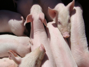 养猪的一定要注意控制猪病！