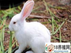 养殖10只母兔年利润是多少？
_动物养殖(养兔子的技巧)