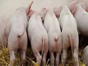 生猪期货的功能开始推动生猪产业的发展
