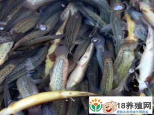台湾泥鳅养殖技术分享
_水产养殖(养泥鳅的技巧)