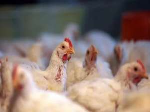 白羽毛肉鸡年屠宰量超过40亿个种源，全部进口。中国人民政治协商会议全国委员会常务委员会将提交畜禽种业“芯片”提案