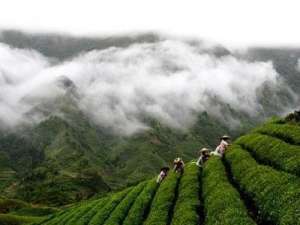 一杯生态茶是一条小康之路——浅析贵州生态茶产业的致富效应