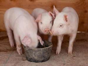 你知道甘草在养猪中的妙用吗？