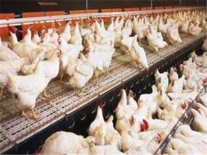 肉种鸡限制性饲养技术