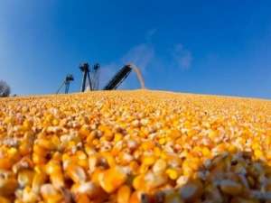 606吨从乌克兰进口的玉米抵达厦门，帮助加快粮食加工企业的生产