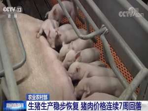 生猪生产稳步回升，全国生猪存栏量保持在4亿头以上