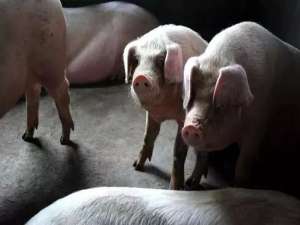 冬季养猪注意事项保证猪的健康生长！