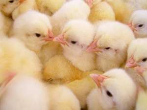 鸡的销量大幅下降！低补栏有望支撑第四季度鸡蛋价格吗？！