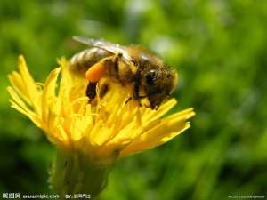 蜜蜂会逃跑吗？蜜蜂逃跑前有哪些征兆？