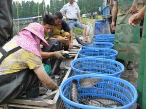 这里有黑鱼和新鱼卖，鱼的整体价格稳定！建议农民合理安排鱼的生产计划