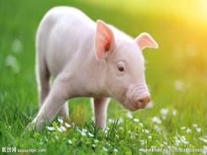 正邦科技:6月底，母猪135万头，估计三元母猪占20-30%